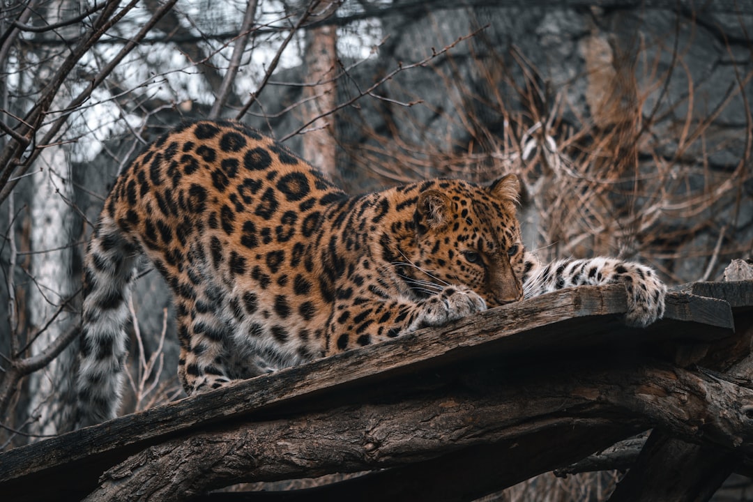 Panther Protocol запустился на Polygon: приватность теперь в деле