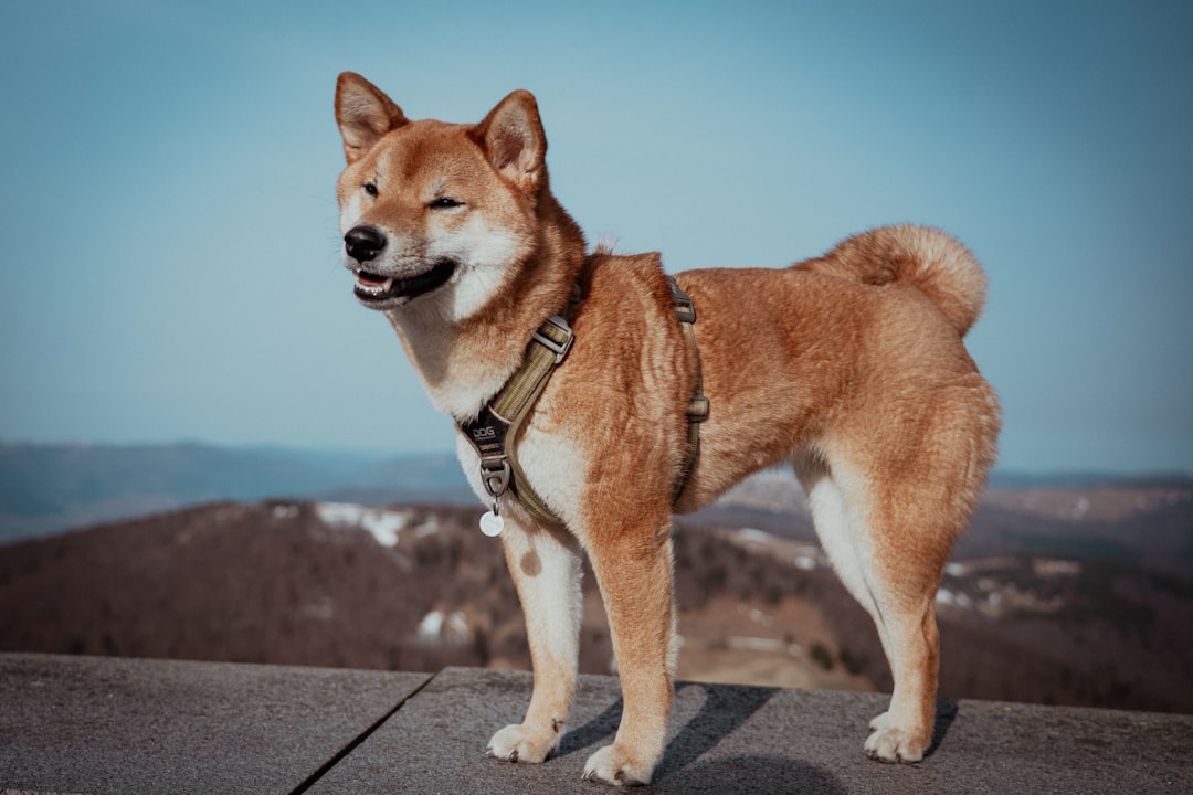 Многолетнее давление на Shiba Inu может заканчиваться: что говорит недельный график